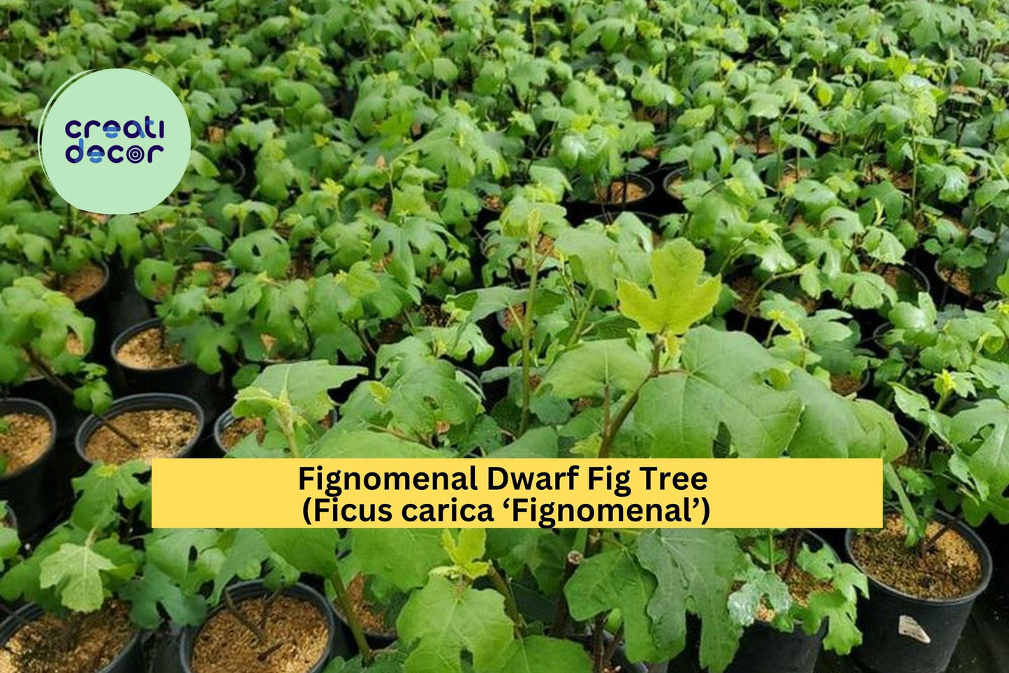 Fignomenal Dwarf Fig Tree – Ficus carica ‘Fignomenal’ – Live Starter Plug or Bare Root Fruit Tree for Patio or Garden