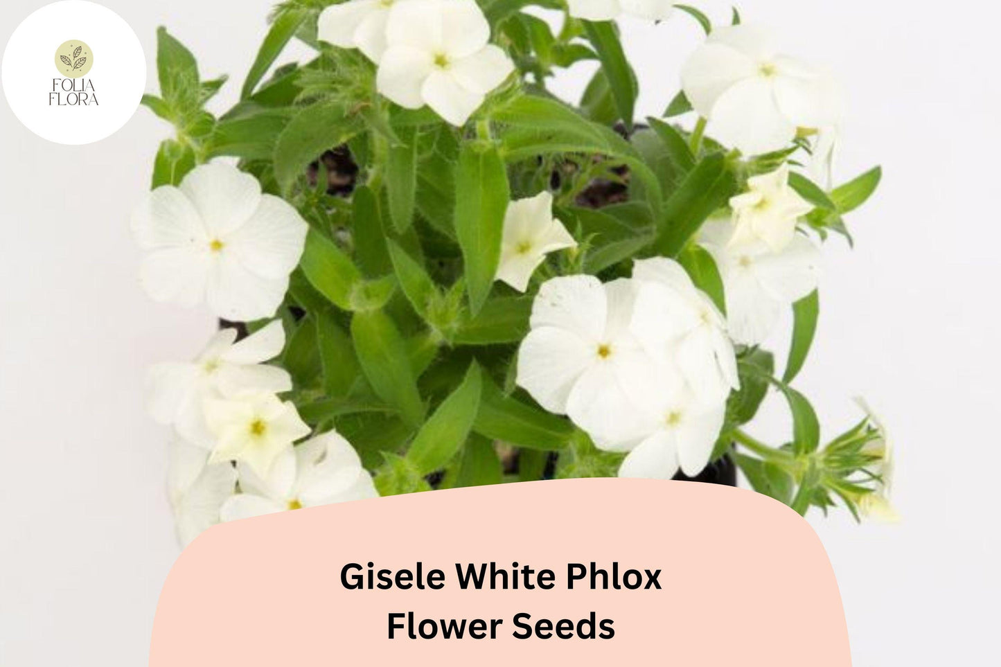 100+ Gisele White Phlox Seeds – Annual Garden Flowers, Phlox drummondii