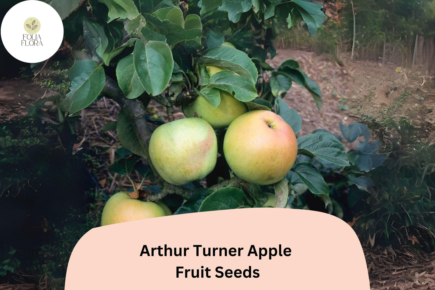 25+ Arthur Turner Apple Seeds | English Heirloom Variety | Malus domestica | Rare Cooking Apple Tree Seeds for Garden Planting