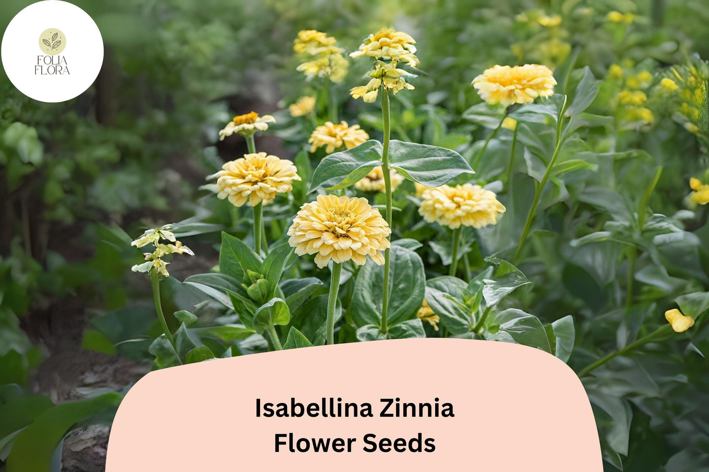 100+ Isabellina Zinnia Seeds – Pale Cream Blooms for Bouquets, Borders & Cottage Gardens