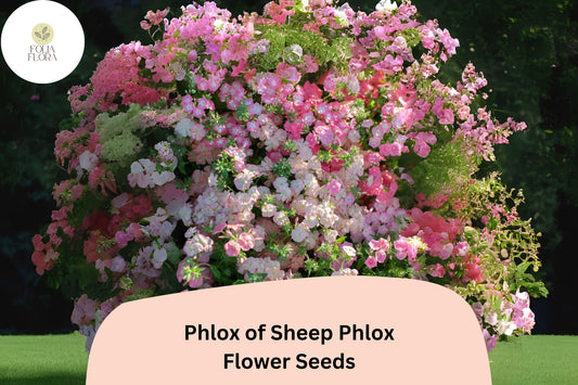 100+ Phlox of Sheep Seeds for Garden Planting | Phlox subulata | Creeping Groundcover Perennial | Pink Carpet Flower Seeds