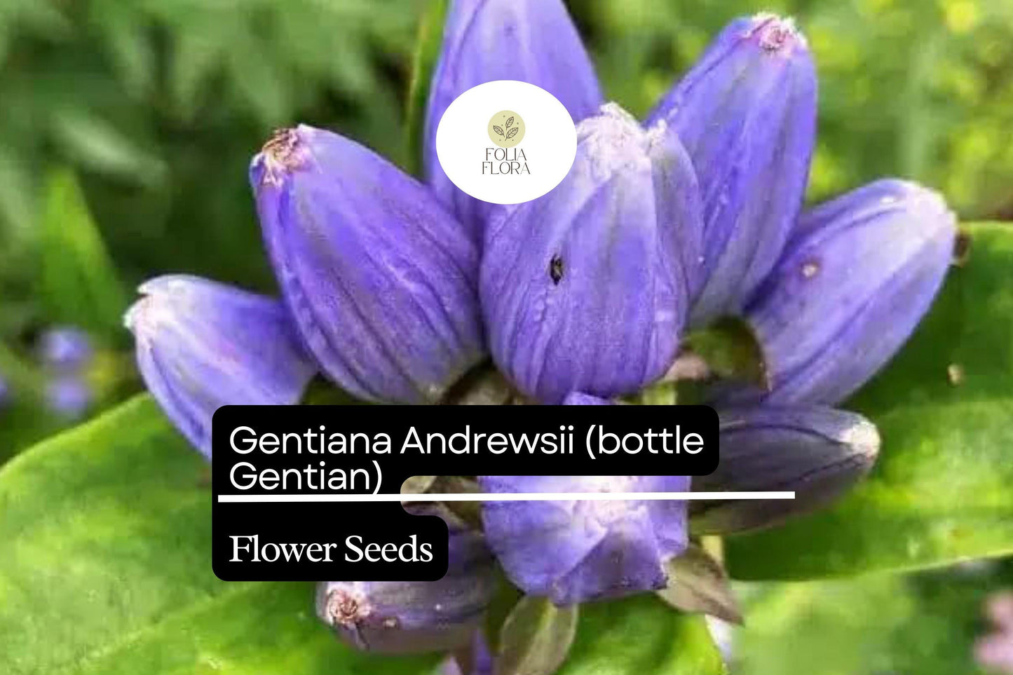Bottle Gentian Seeds – 100 Gentiana andrewsii | Perennial Garden Plant for Pollinator & Woodland Gardens