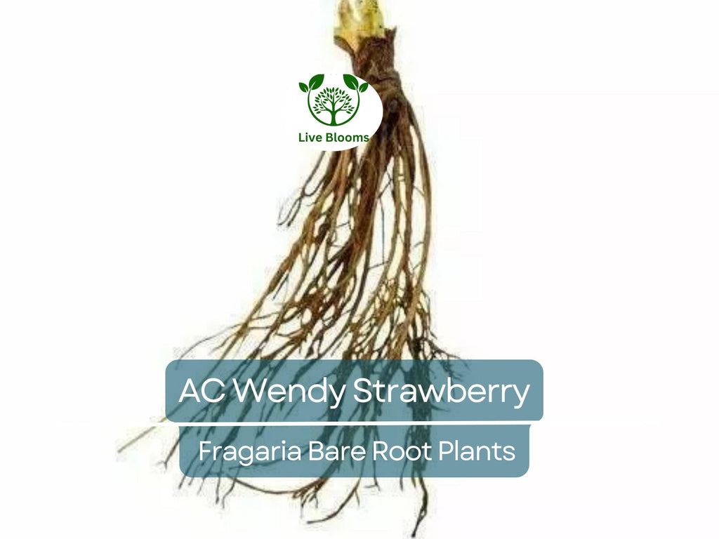 10 Bare Roots AC Wendy Strawberry Plants - June-bearing, Sweet Early Harvest, Fragaria × ananassa, Non-GMO, Heirloom Variety