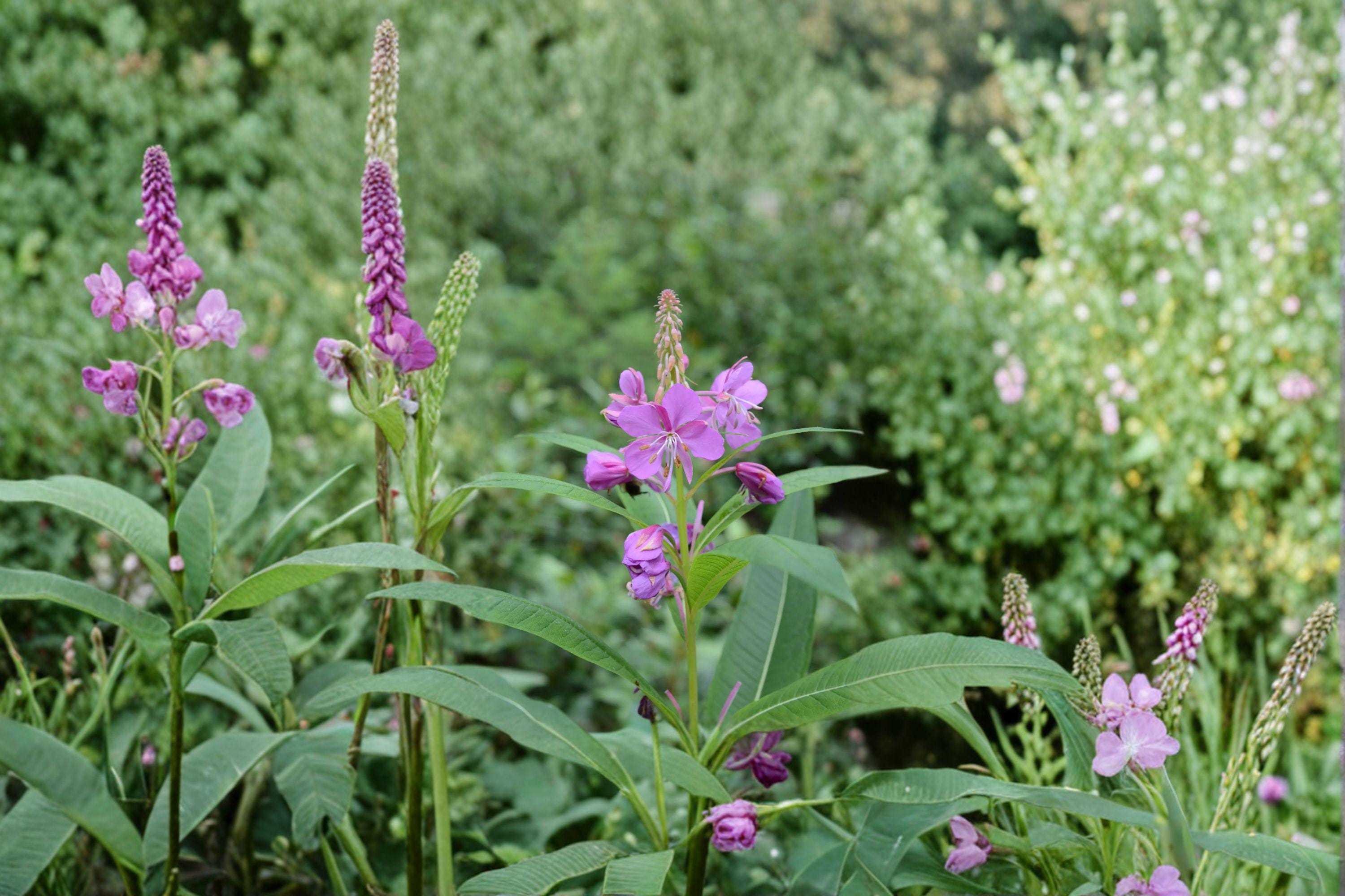Fireweed – Flowering Plant 1000 Seeds | Native Wildflower | Brilliant Pink Blooms | Pollinator & Meadow Favorite