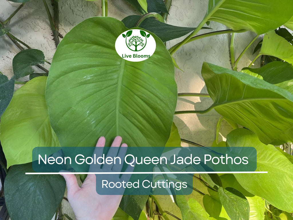 2x 10” Rooted Pothos Cuttings | Neon Golden Queen Jade Philodendron Plant | Easy Care Houseplant, Indoor Vine, for Decor & Propagation