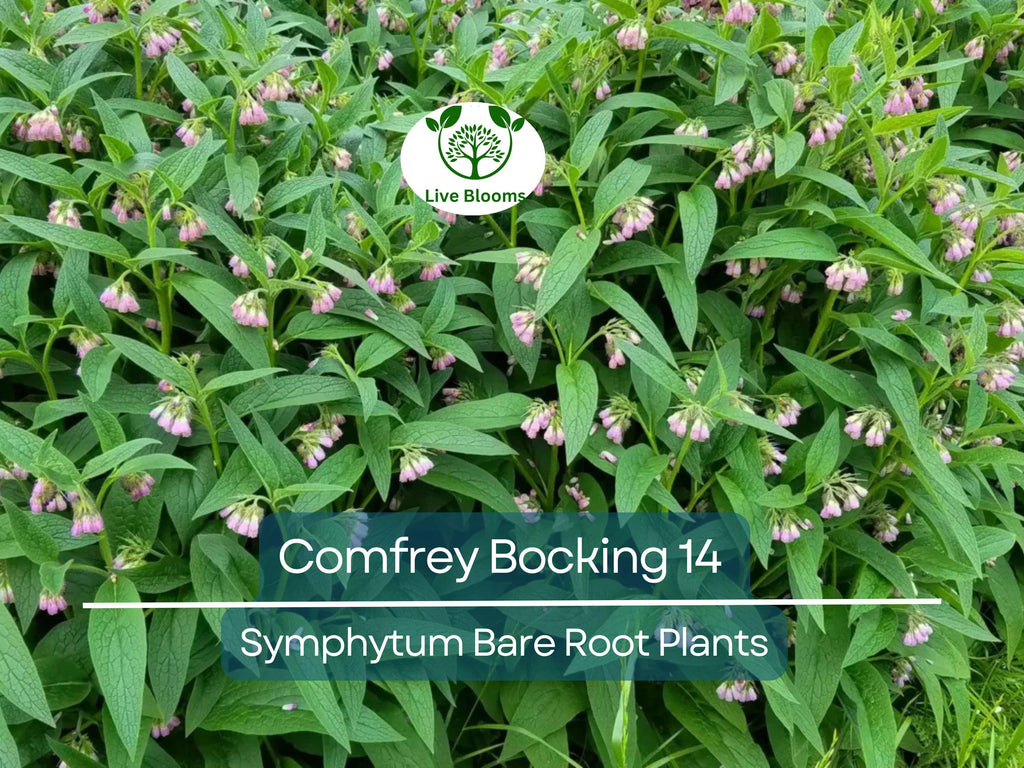 5 Comfrey Bocking 14 Plants - Bare Root Crown Cuts - Symphytum Hybrid - Fast Growing Herb Starter
