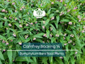 5 Comfrey Bocking 14 Plants - Bare Root Crown Cuts - Symphytum Hybrid - Fast Growing Herb Starter