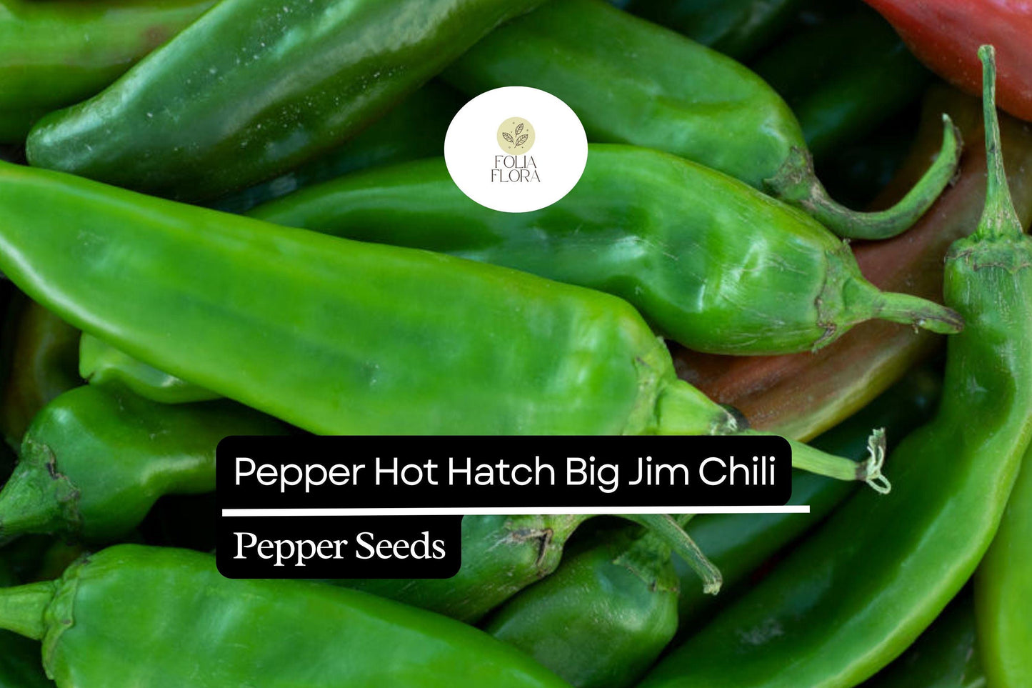 25 Hatch Big Jim Pepper Seeds – Capsicum annuum – Mild to Medium Heat, Heirloom, Non-GMO, Perfect for Roasting