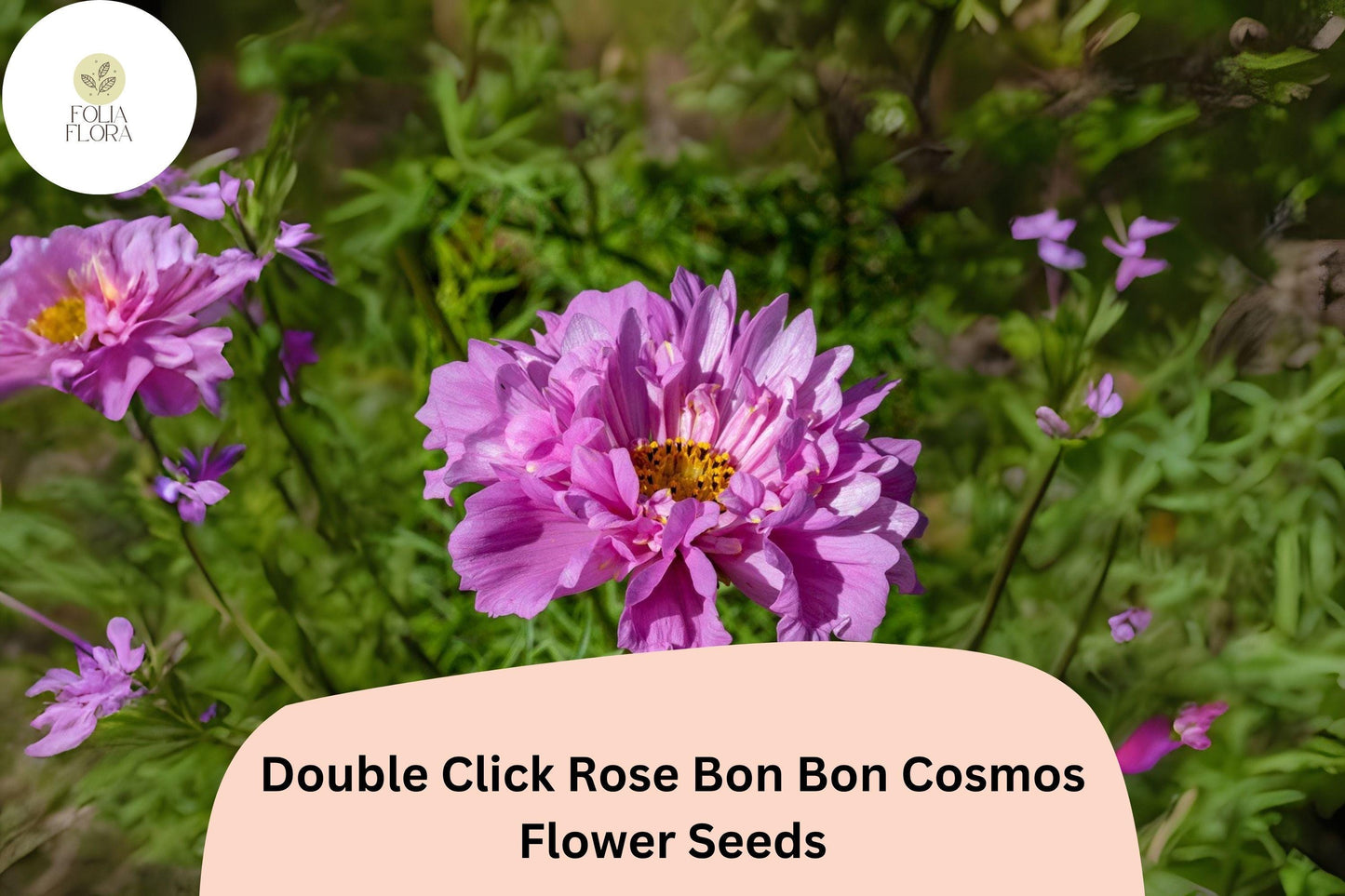 200+ Double Click Rose Bon Bon Cosmos Seeds | Cosmos Bipinnatus Double Pink Blooms | Cut Flower Garden Seeds