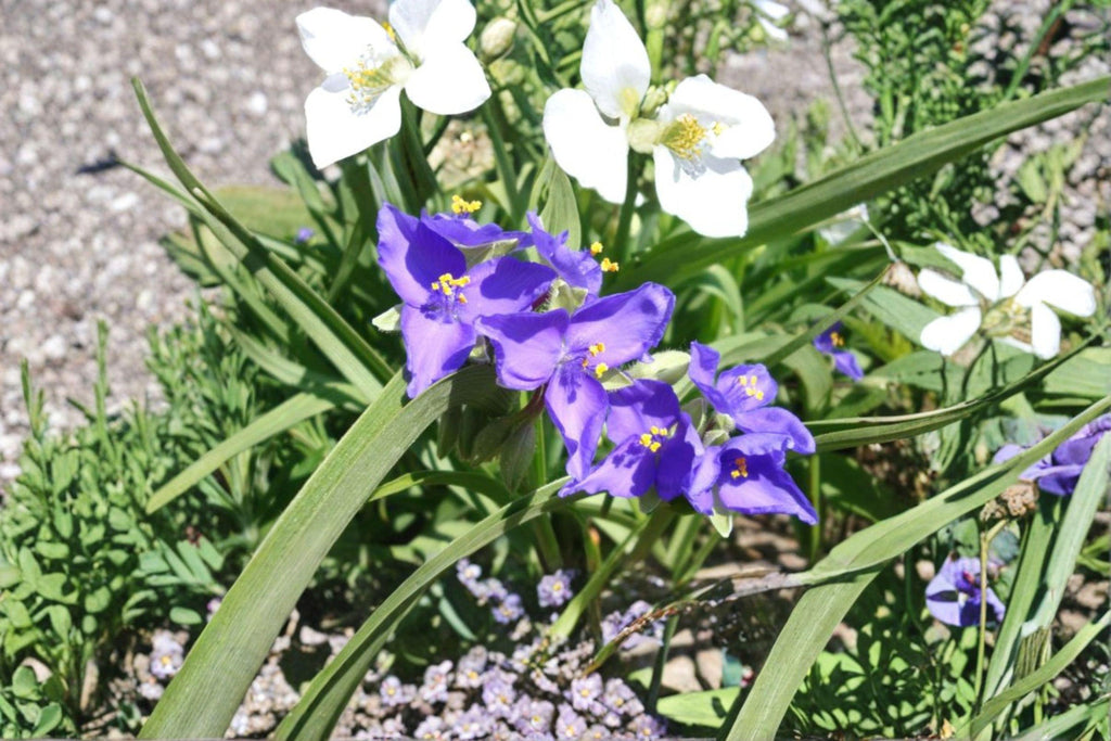 Tradescantia Bracteata Prairie Spiderwort Seeds – 150 Native Prairie Perennial | Blue Flowers | Pollinator-Friendly