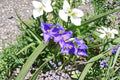 Tradescantia Bracteata Prairie Spiderwort Seeds – 150 Native Prairie Perennial | Blue Flowers | Pollinator-Friendly