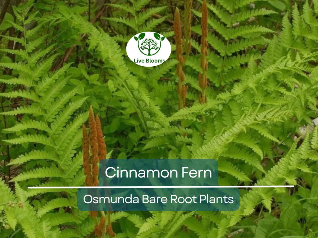 3 Cinnamon Fern Plants – Bare Root with No Tops – Osmunda Cinnamomea – Native Shade Perennial for Woodland & Moist Gardens