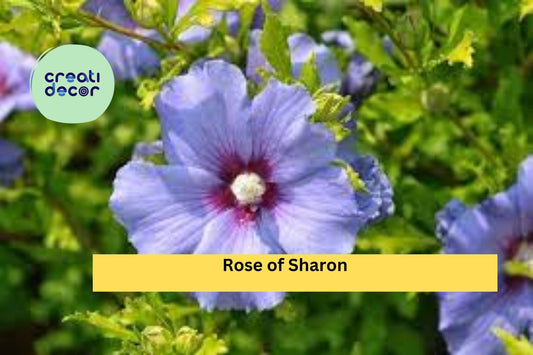 2 Live Bare Root Plants 10–18 Inches , Rose of Sharon – Hibiscus syriacus, Hardy Flowering Shrub with Summer Blooms for Garden & Landscape