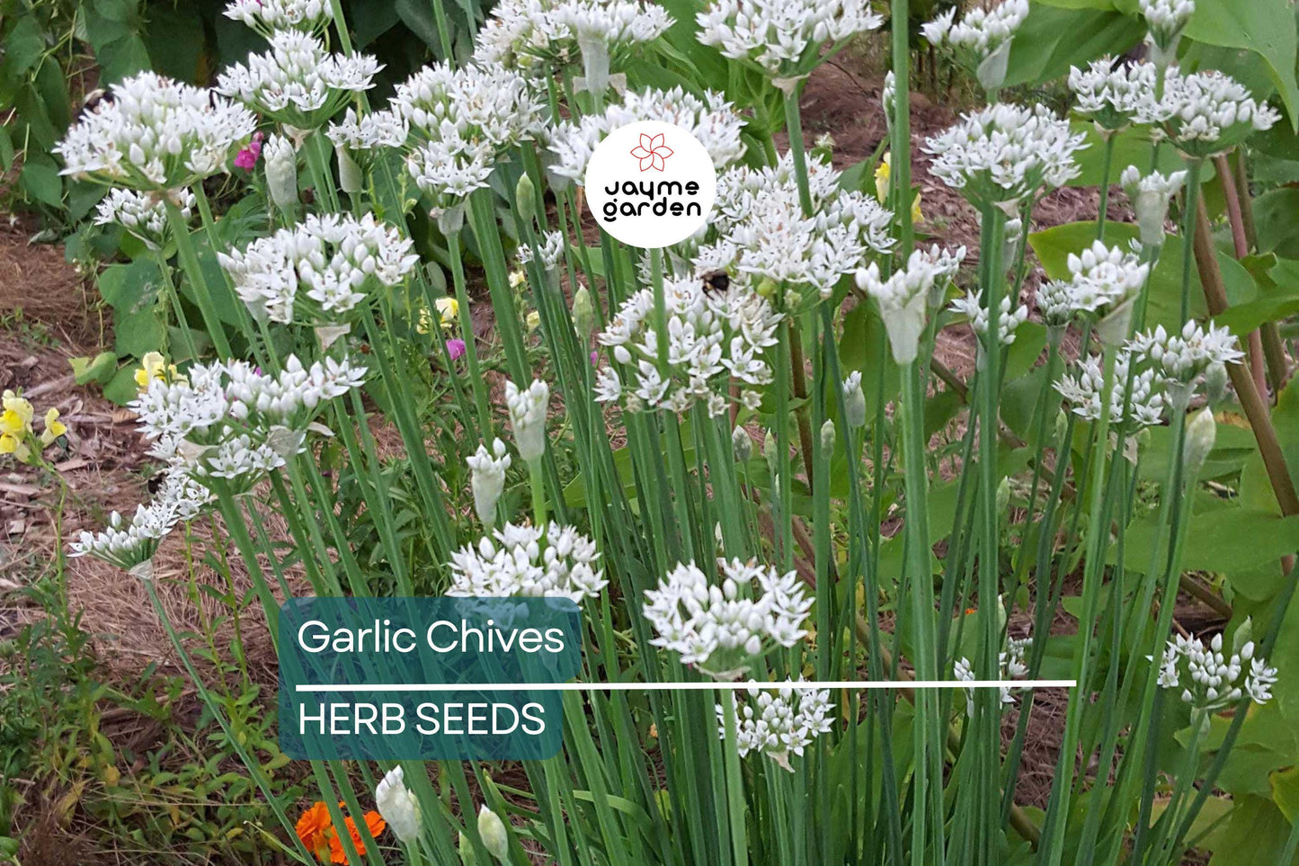 400 Garlic Chives Seeds – Non-GMO, Perennial Herb, Culinary & Ornamental | USA Seller, Free Shipping