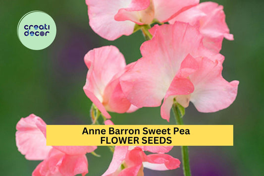 50+ Anne Barron Sweet Pea Seeds – Soft Pink Fragrant Blooms for Garden Planting, Climbing Vines for Trellises & Cut Flowers – USA