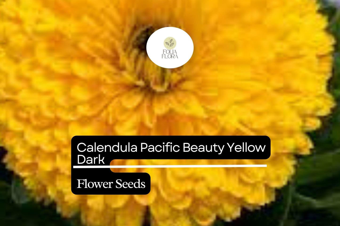 300mg Calendula Pacific Beauty Yellow Dark Seeds, Calendula officinalis, Golden Edible Blooms