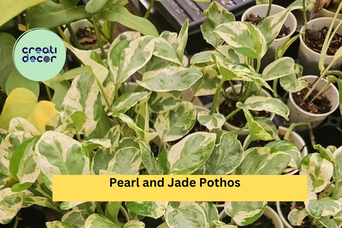 Pearl and Jade Pothos – Epipremnum aureum – Rooted Live Indoor Plant (No Cutting) – Easy Care Variegated Vine for Home Decor