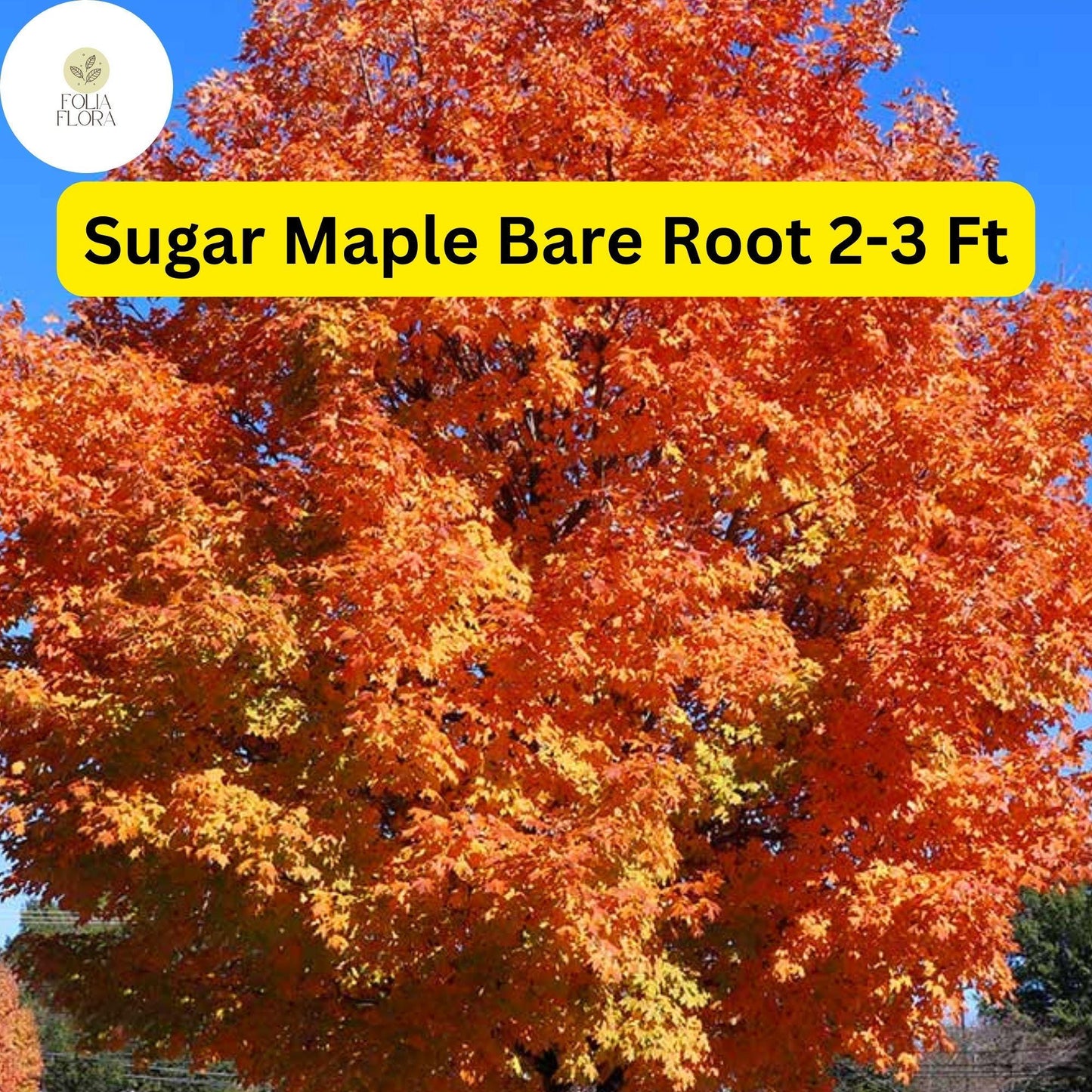 1 Sugar Maple Tree, 2-3 Ft Tall, Live Bare Root Plant, Acer saccharum, Fast Growing Shade Tree