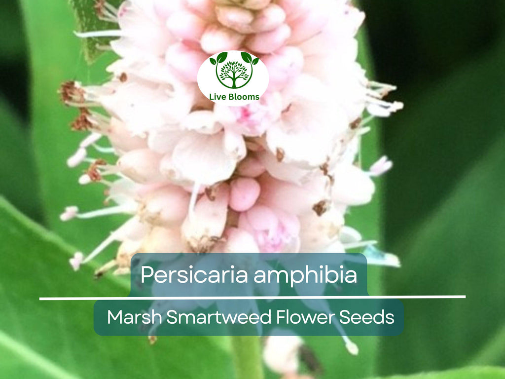500 mg Seeds Persicaria amphibia (Marsh Smartweed) for Planting | Aquatic & Wetland Plant for Ponds, Gardens, and Wildlife Habitats