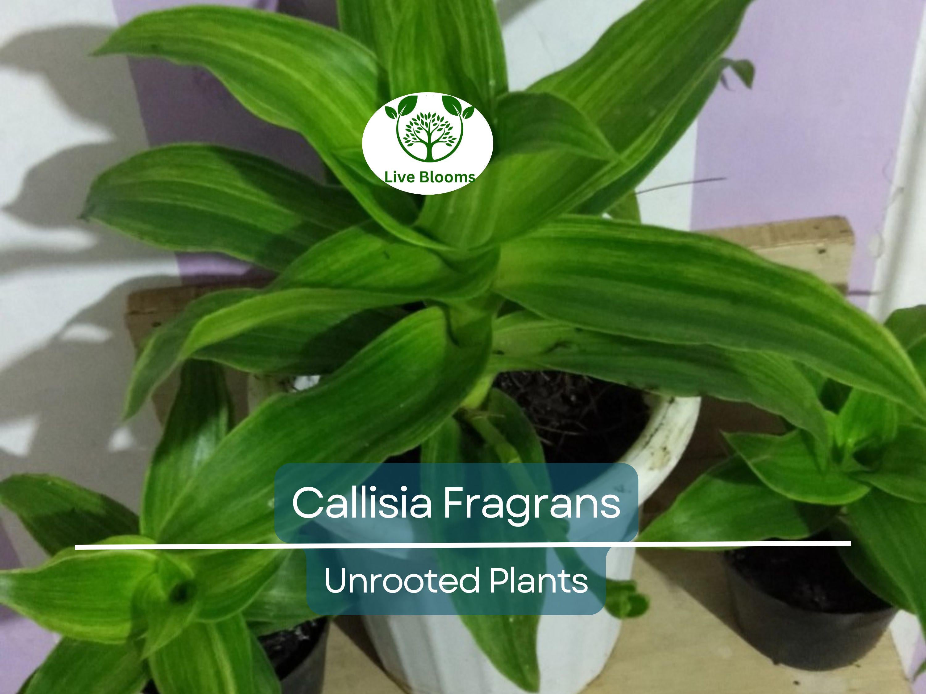 2 Callisia Fragrans / Home Ginseng Unrooted Plants - Unique Indoor Houseplant for Easy Care