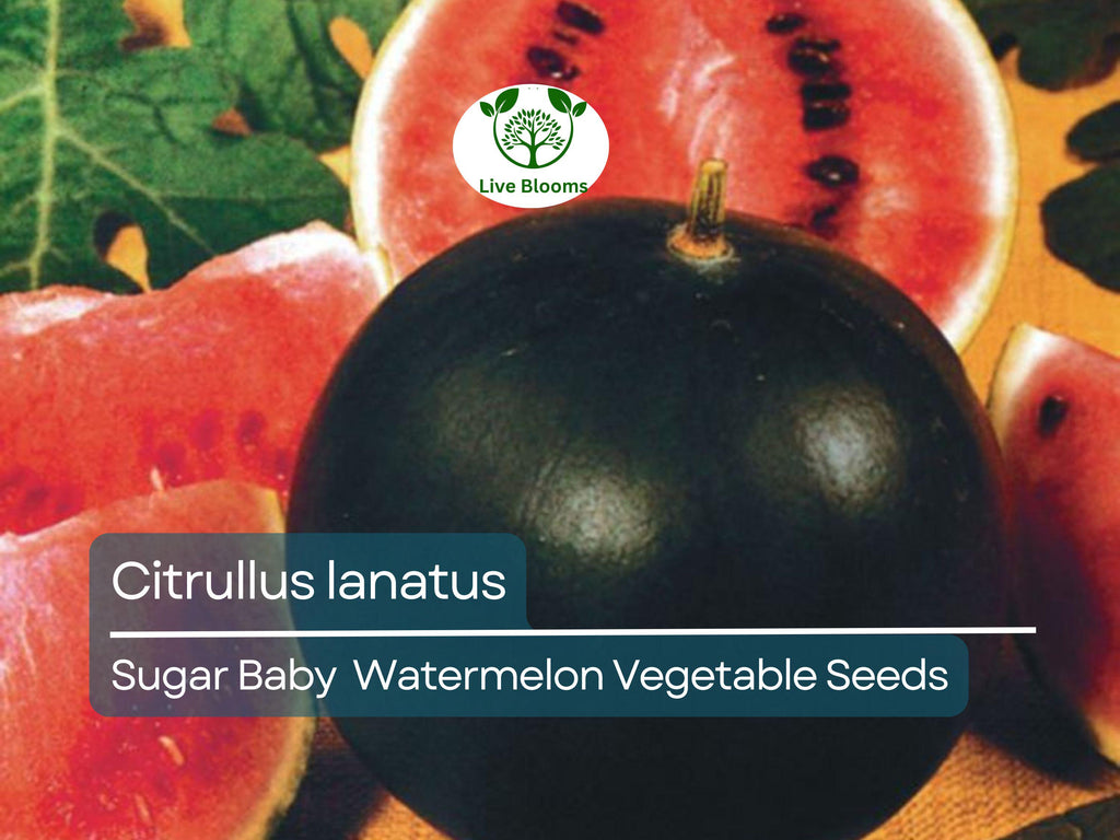 Sugar Baby Watermelon (1000 mg Seeds), Heirloom Vegetables