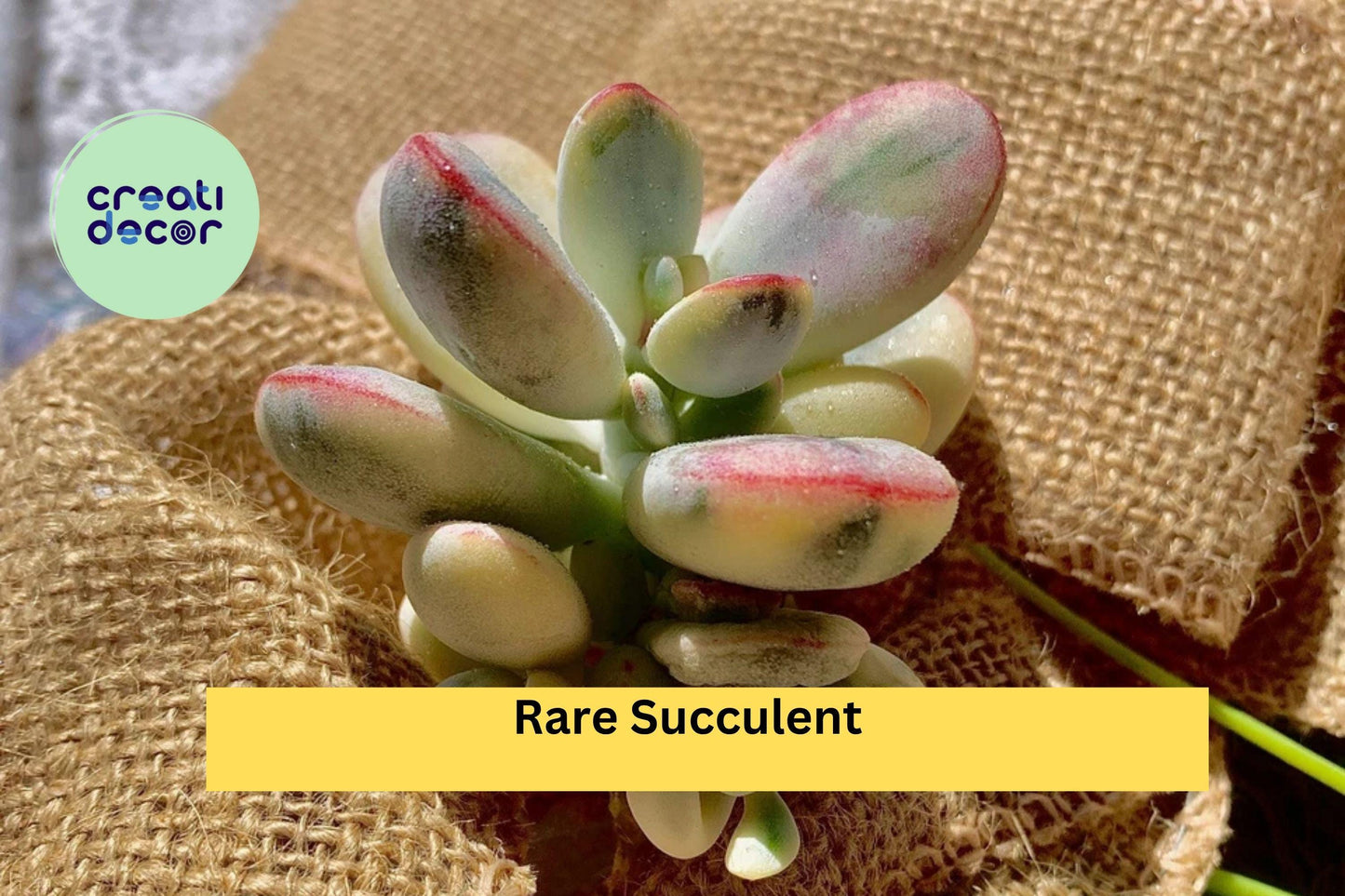 Rare Succulent Plants – 2.2” Bare Root Mix – Easy Care Live Indoor Plants for Home Office Decor or Terrarium Collection