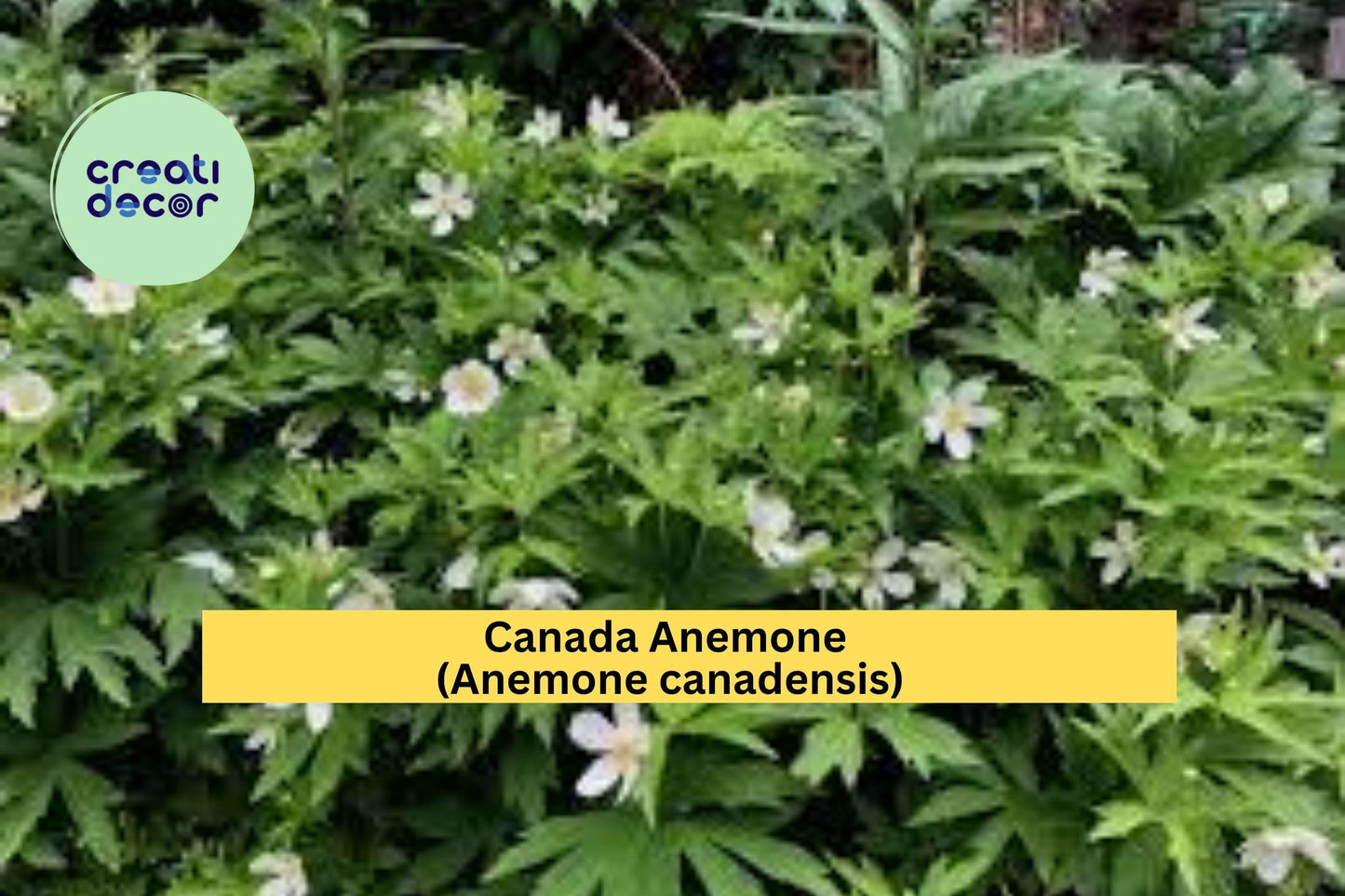 Canada Anemone Seeds – Anemone canadensis – 100 Seeds – Native White Wildflower for Pollinator & Woodland Gardens