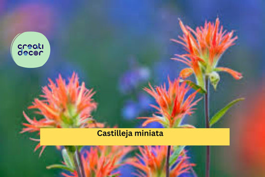 Castilleja miniata Seeds (300) – Giant Red Indian Paintbrush, Native Perennial Wildflower, Moist Soil Tolerant, Pollinator Friendly