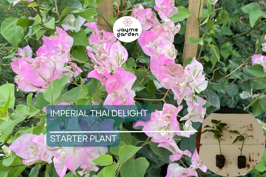 Imperial Thai Delight Bougainvillea Starter Plant - Well Rooted Live Plug, Evergreen Shrub, Light Watering, Full Sun, Tropical Beauty