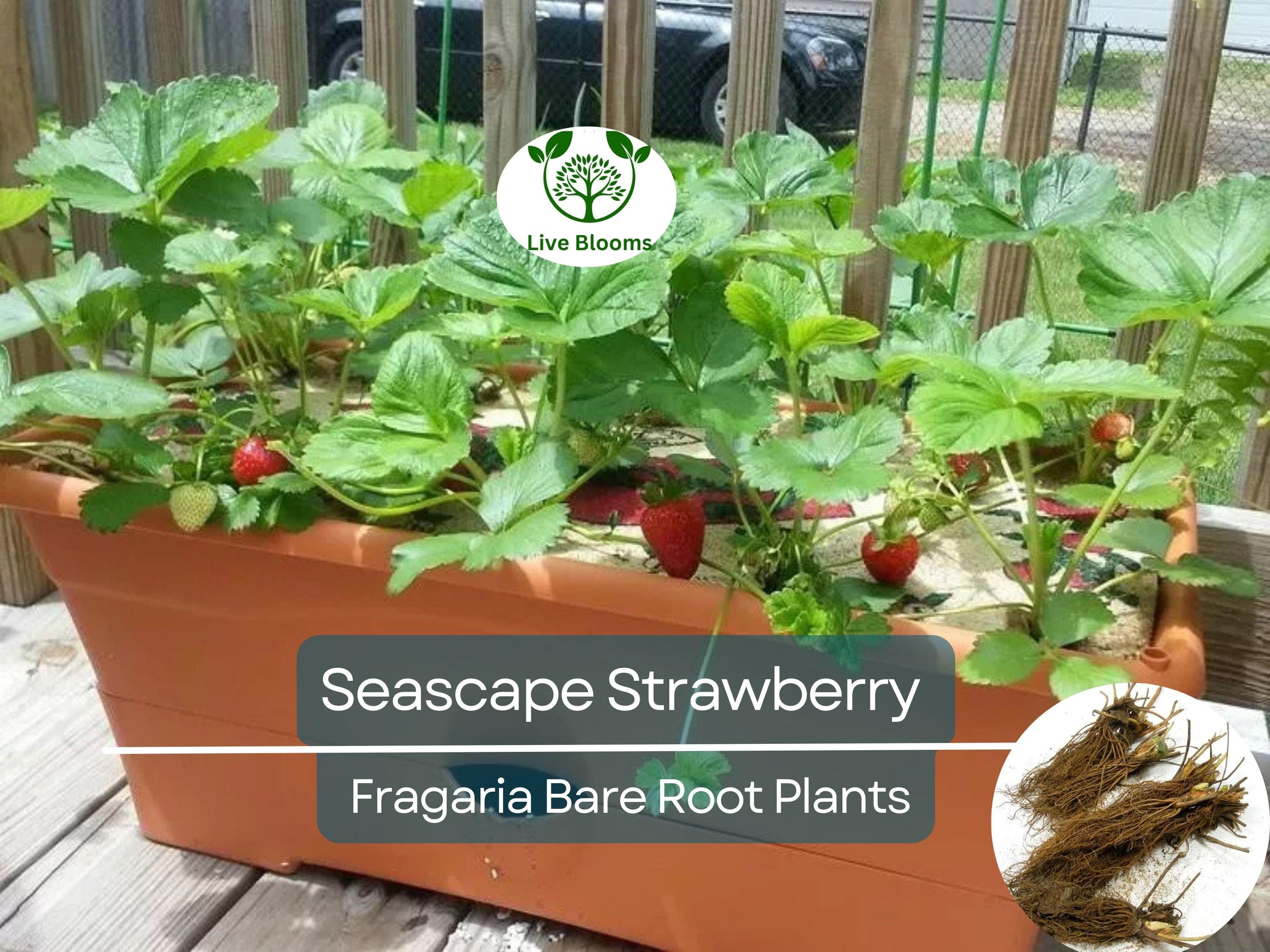 12 Seascape Strawberry Bare Root Plants - Everbearers - Fragaria × ananassa, Sweet Fruit, Non-GMO, Long Harvest, Cold Hardy