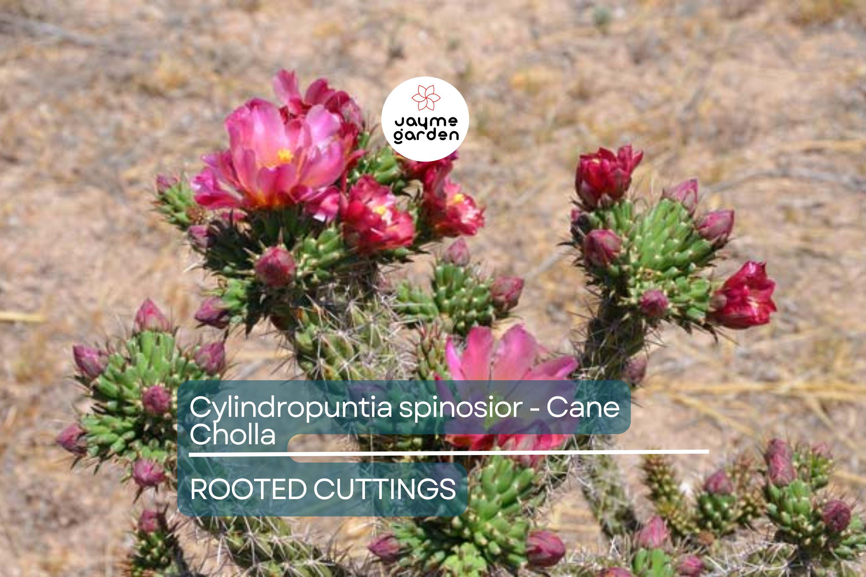 Cylindropuntia Spinosior - Cane Cholla Rooted Cutting | Hardy Cholla Cactus | White Spines & Pink Flowers | Drought-Tolerant
