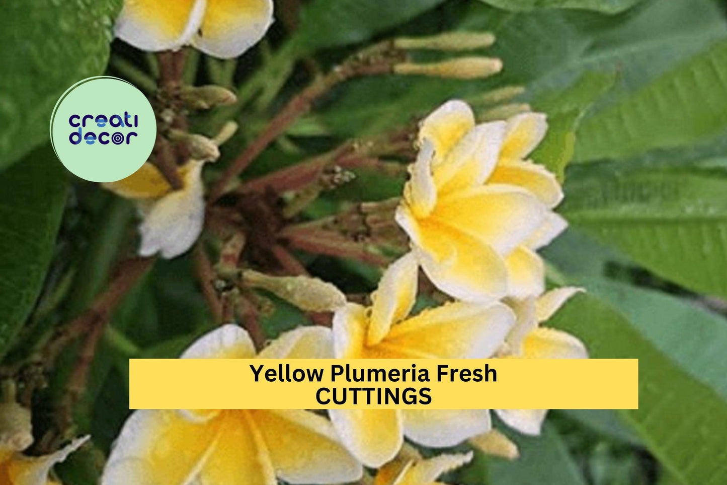 2 Yellow Plumeria Cuttings – 10" Unrooted Single-Head Stems | Plumeria rubra Tropical Flowering Tree for Pots, Borders, or Gardens