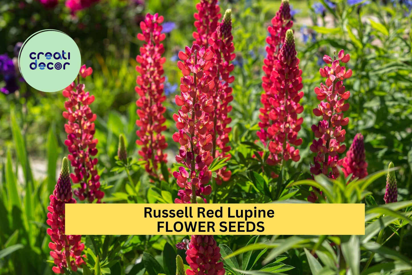 25+ Russell Red Lupine Seeds – Bold Scarlet Flower Spikes for Garden Planting, Pollinator-Friendly Perennials for Borders – USA