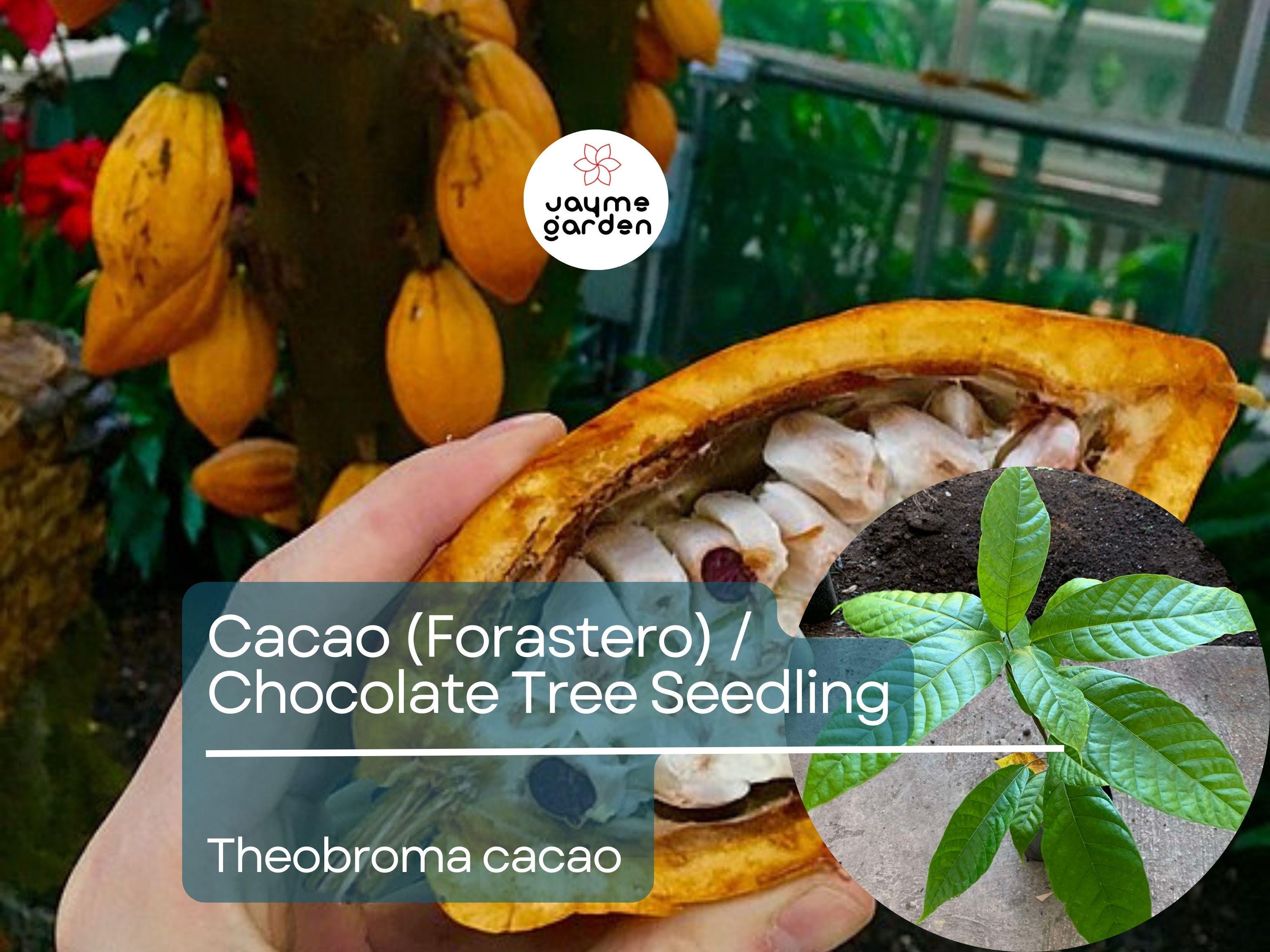 Cacao Starter Plant Seedling (Forastero, Theobroma cacao) - Live Tropical Fruit Tree 2-3 Feet - Grow Your Own Chocolate at Home