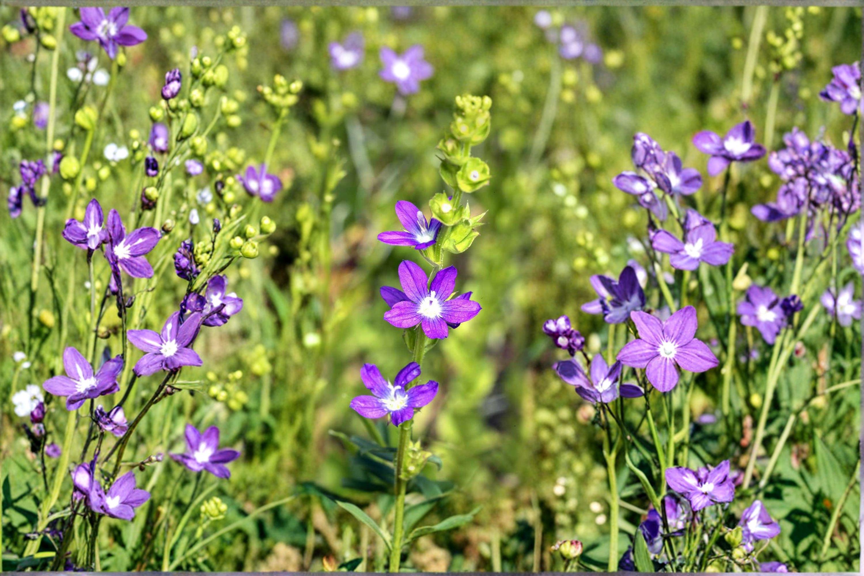 Venus’ Looking Glass – Triodanis perfoliata, Native Annual Wildflower | Early Bloomer (1000 Seeds)