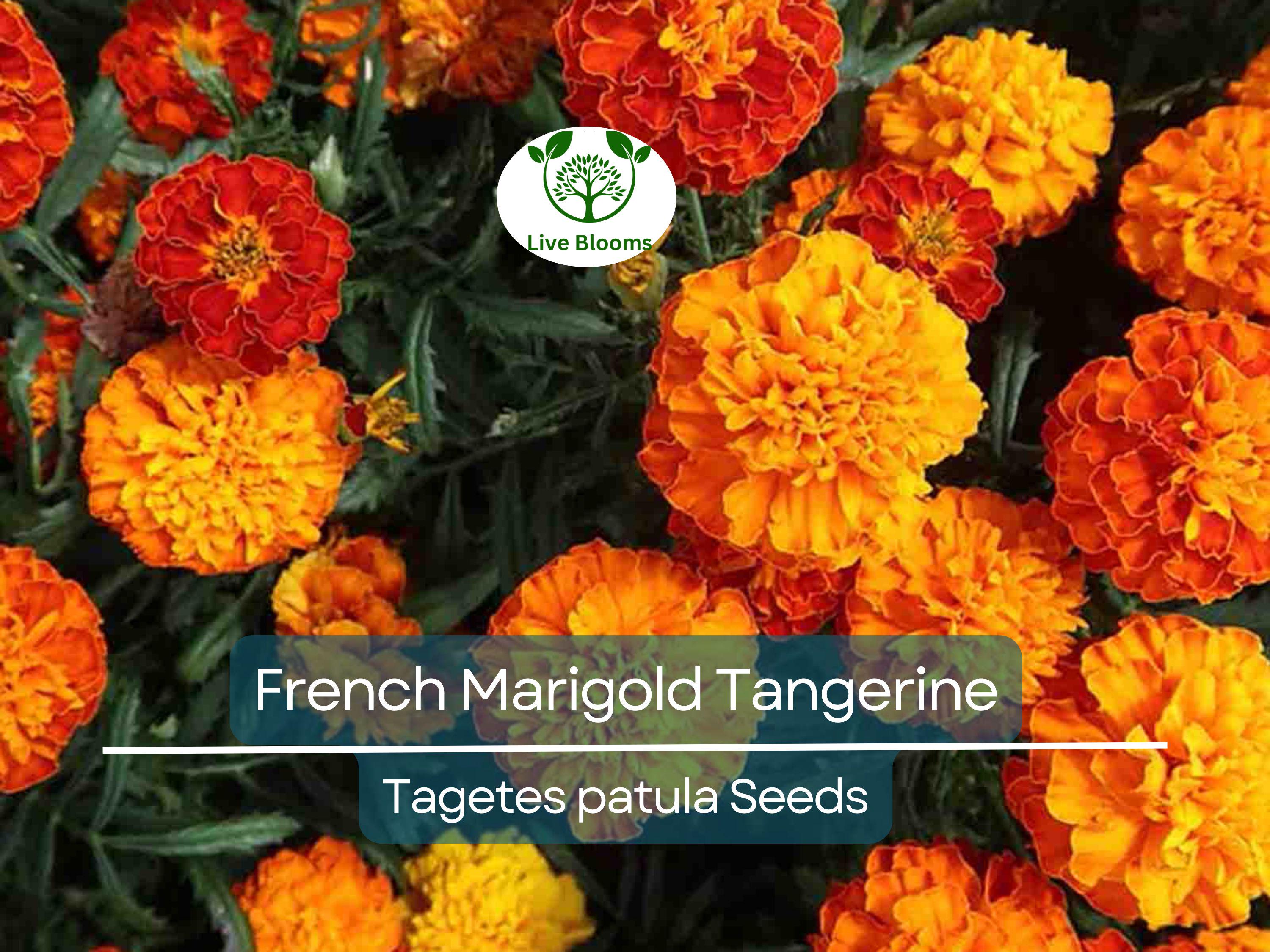 100 Seeds French Marigold Tangerine Double Dwarf, Non-GMO, Beneficial Plant, Vibrant Orange Blooms, Ideal for Containers, Garden Borders