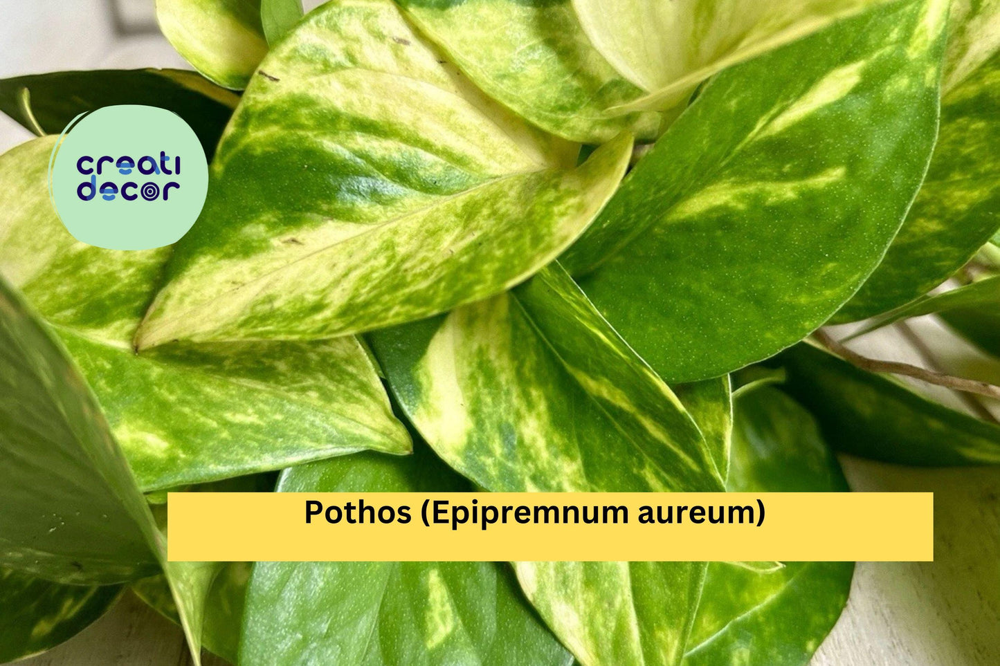 Pothos Cuttings | Set of 10 Live Rooted Starter Plants | Easy Fast-Growing Indoor Vine for Hanging Baskets & Houseplant Décor