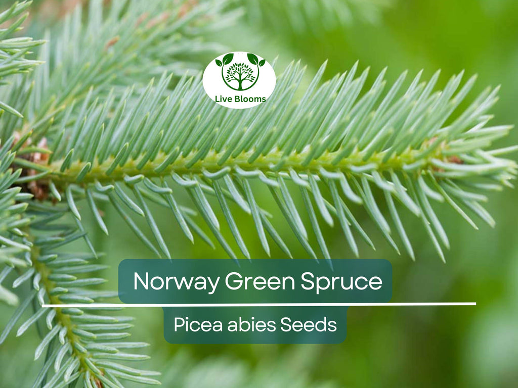 50 Norway Green Spruce Seeds (Picea abies) | Tree Seeds, Evergreen, Hardy Tree, Garden, Landscaping, Holiday Decorations