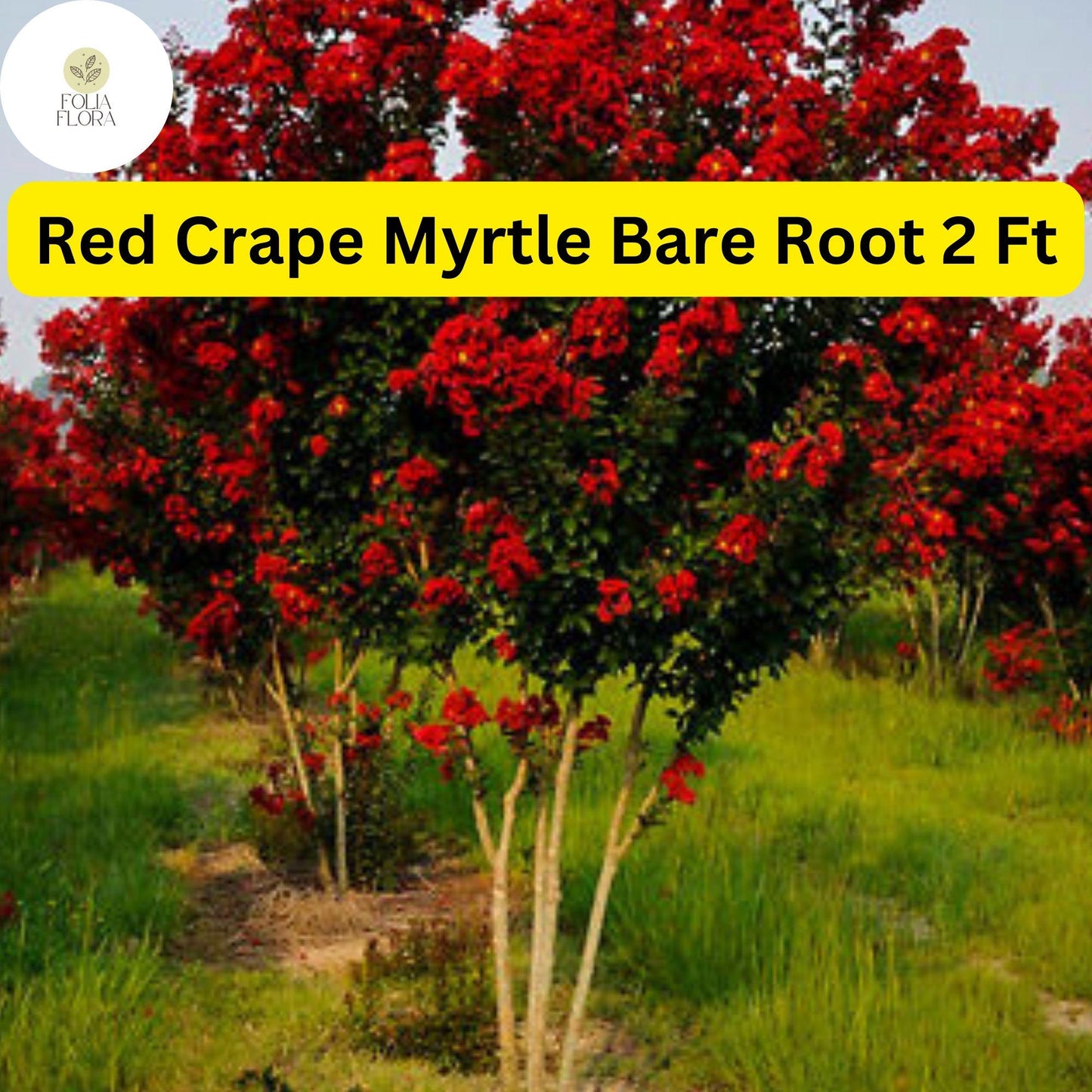 2 Live Bare Root Plants Red Crape Myrtle Trees (Lagerstroemia indica) 2ft Tall