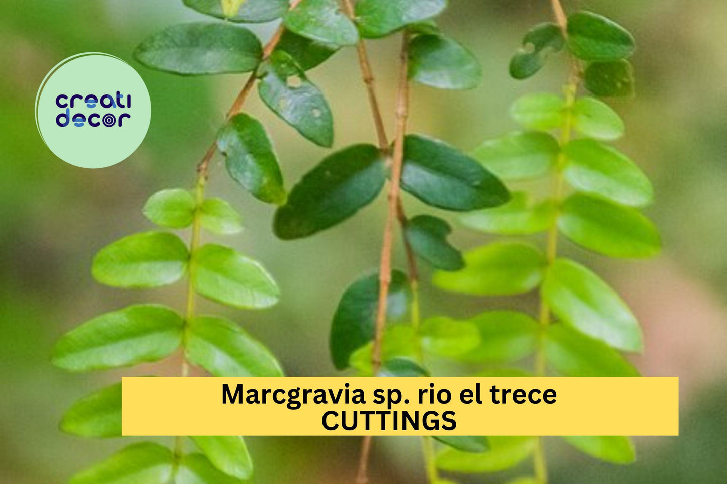 1 Marcgravia sp. Rio El Trece Cutting – 10 Leaf Puerto Rico Shingling Vine for Terrariums, Vivariums & Humid Displays – USA