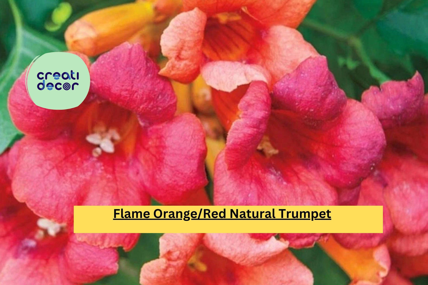 1 Trumpet Vine – Live Bare Root Plant 2 Ft+, Flame Orange Red Blooms, Hardy Perennial Flowering Vine for Trellis, Fence, or Garden Landscape