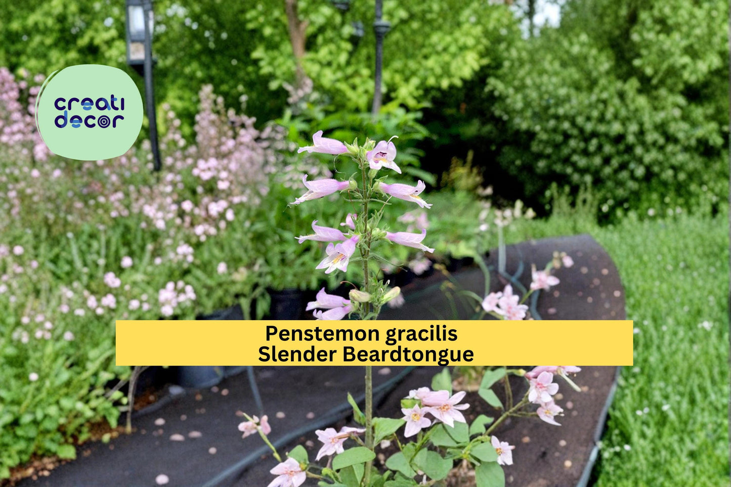 Slender Beardtongue Seeds Penstemon gracilis 100 Count Native Wildflower Garden Plant Purple Blue Flower Seeds