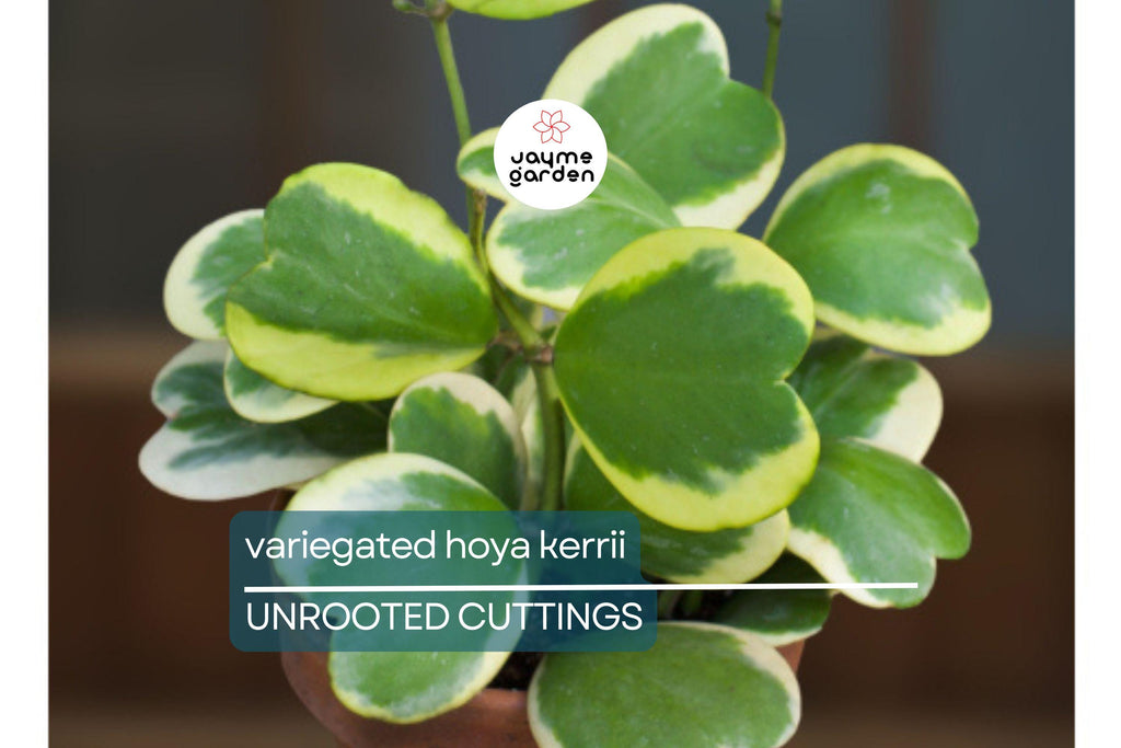 Variegated Hoya Kerrii Cutting (Unrooted) - Multiple Node Options for Propagation
