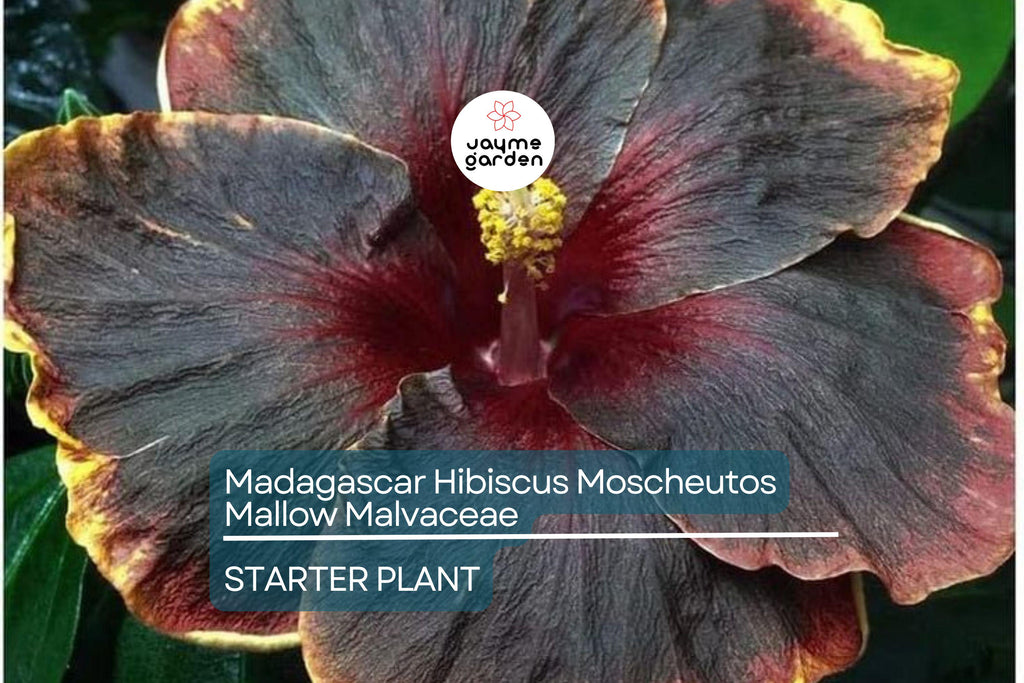 Madagascar Hibiscus Hibiscus Moscheutos Live Starter Plant 3–5 Inches, Mallow Malvaceae – Free US Shipping