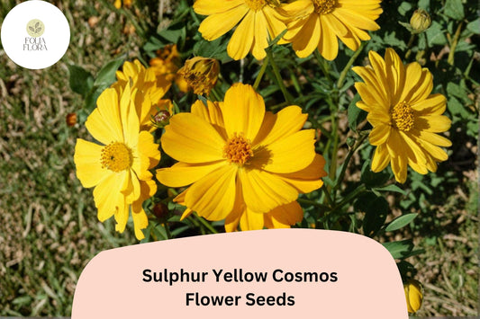 200+ Sulphur Yellow Cosmos Seeds | Cosmos sulphureus | Bright Yellow Blooms | Easy Annual Flower Seeds for Garden