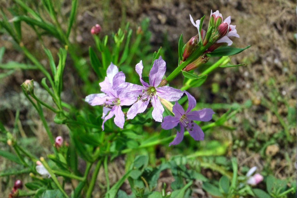 Lythrum alatum/Winged Loosestrife – 3,000 Seeds | Native Wetland Perennial | Pollinator-Friendly | Non-Invasive Loosestrife
