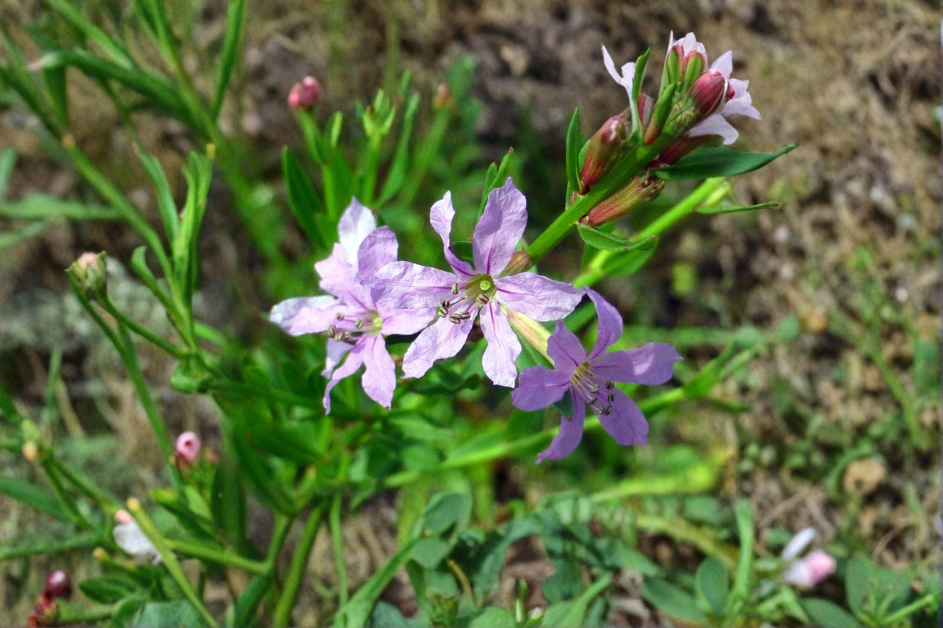 Lythrum alatum/Winged Loosestrife – 3,000 Seeds | Native Wetland Perennial | Pollinator-Friendly | Non-Invasive Loosestrife