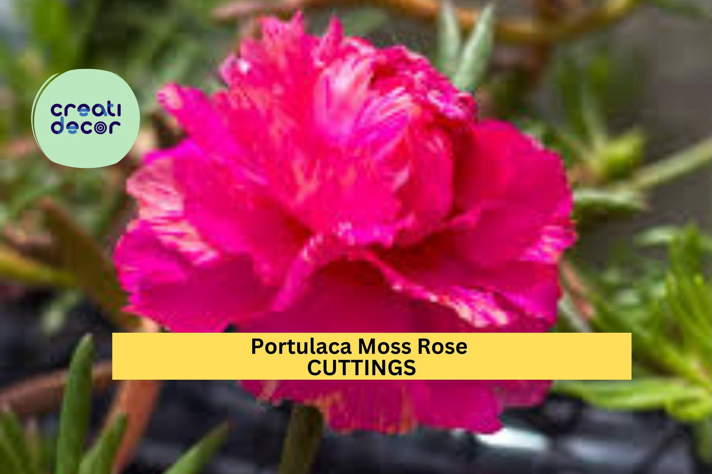 8 Pink Moss Rose Cuttings | Portulaca Grandiflora Starter Plants | Unrooted Succulent Cuttings | Summer Blooming Ground Cover