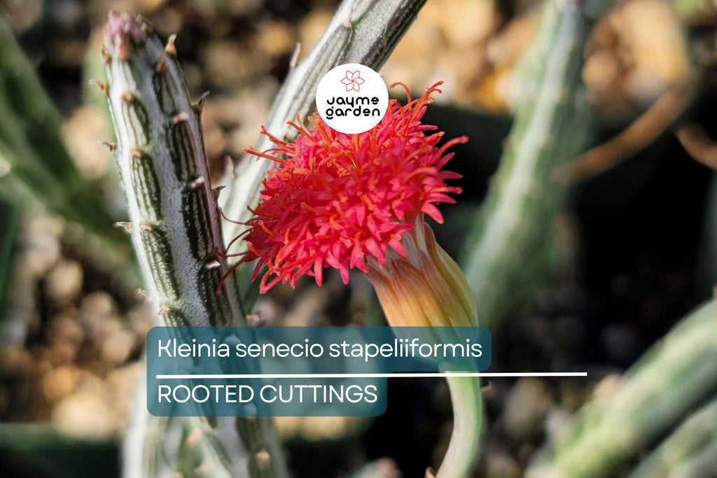 Kleiniia Senecio Stepiliformis Succulent Pickle Plant - 2 Rooted Cuttings in 2" Pot