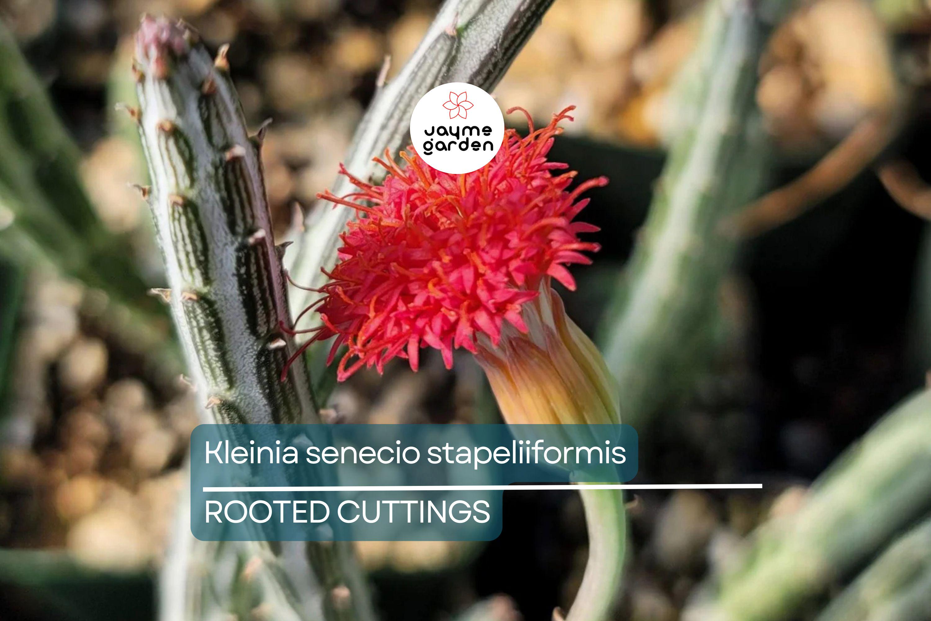 Kleiniia Senecio Stepiliformis Succulent Pickle Plant - 2 Rooted Cuttings in 2" Pot